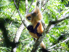 Hainan-Schopfgibbon